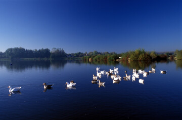 Balade naturaliste : les oiseaux de la Réserve Naturelle du Héron