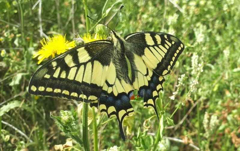 Zoom sur les papillons de jour