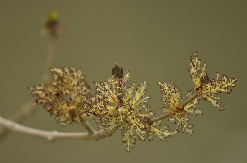 Balade naturaliste : rosées printanières
