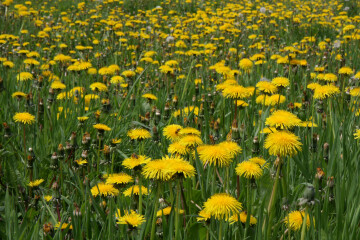 Balade naturaliste : plantes sauvages et art de la table
