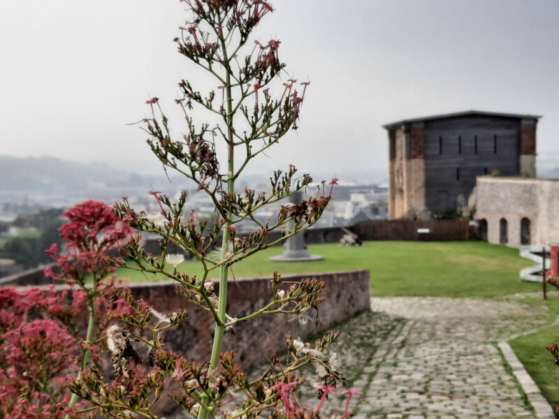 Visite guidée : à la découverte des jardins du château !