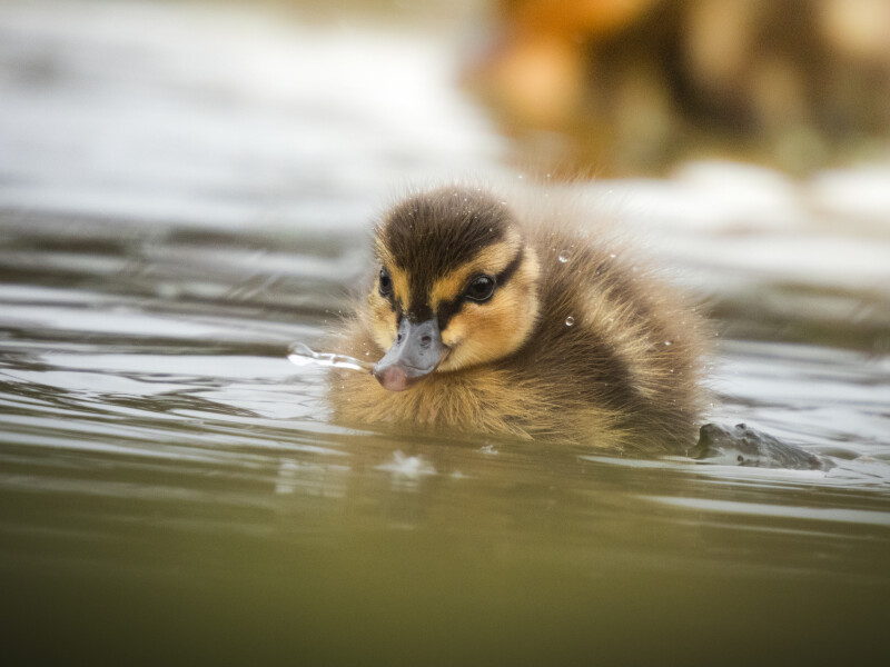 Balade naturaliste : décor de plumes