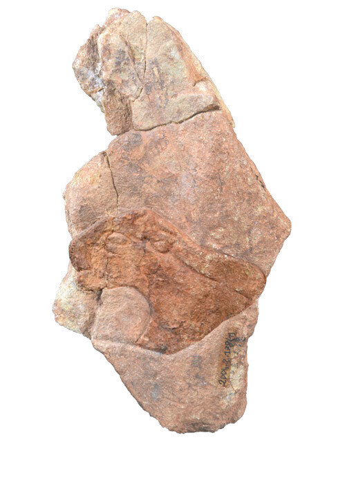 Trésors de la Préhistoire en Auvergne