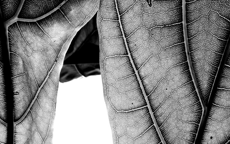 Conférence "L'Herbarium - l'intemporel présent"