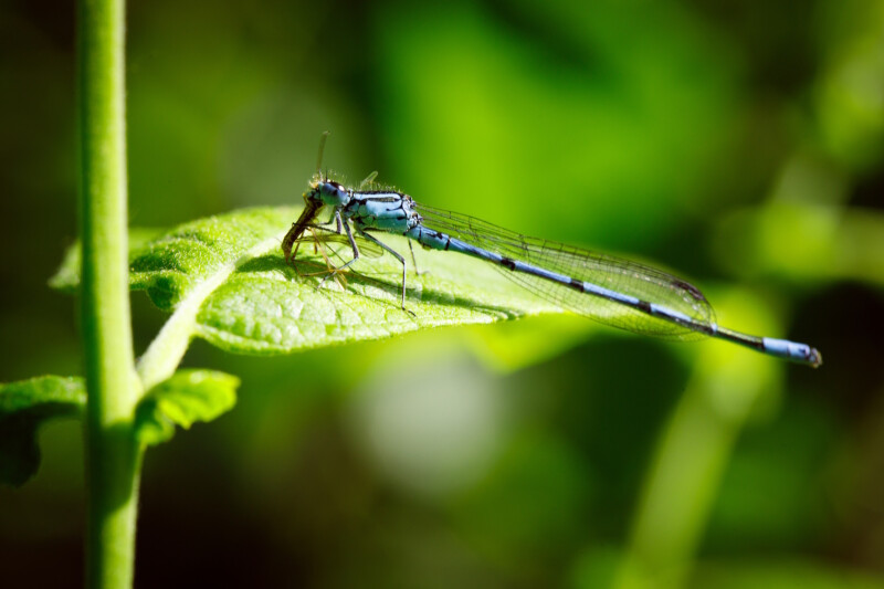 A la découverte des zones humides