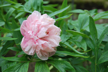 Visite libre des jardins de Mon Moulin et de sa collection nationale de pivoines