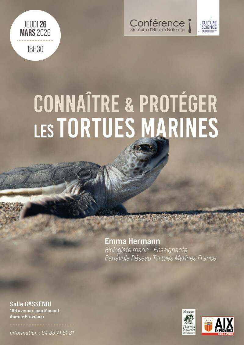 Connaître et protéger les tortues marines