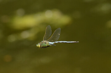 Balade naturaliste : "Guernica dans la mare"