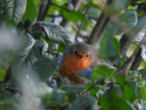 Balade ornithologique