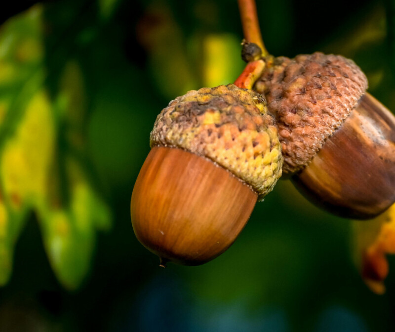 Balade autour de l’arboretum Stéphane-Hessel