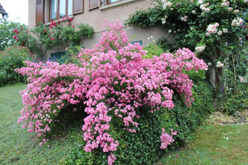 Jardins de roses, d'abeilles et de groseilles : Le Jardin d'Agnès