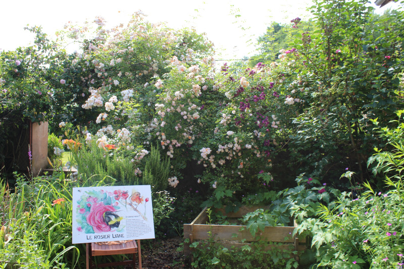 Jardins de roses, d'abeilles et de groseilles : Le Jardin des petites pousses