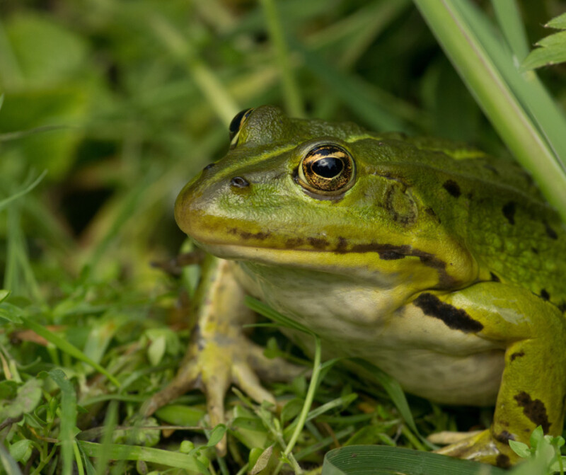 Sortie mare « Côa de neuf ? »