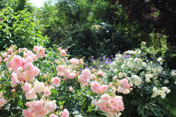 Jardins de roses, d'abeilles et de groseilles : Les Jardins de Michèle