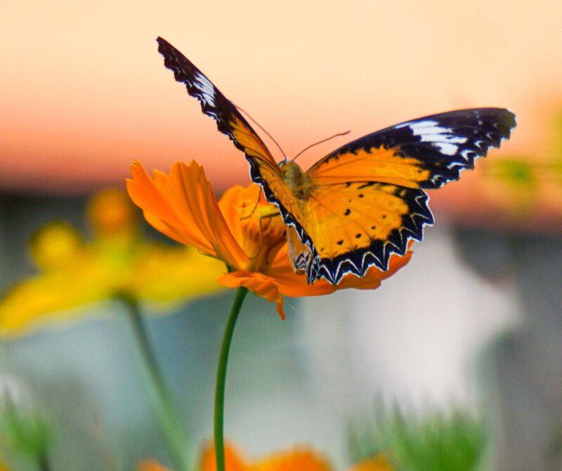 Sortie à la découverte des papillons de jour