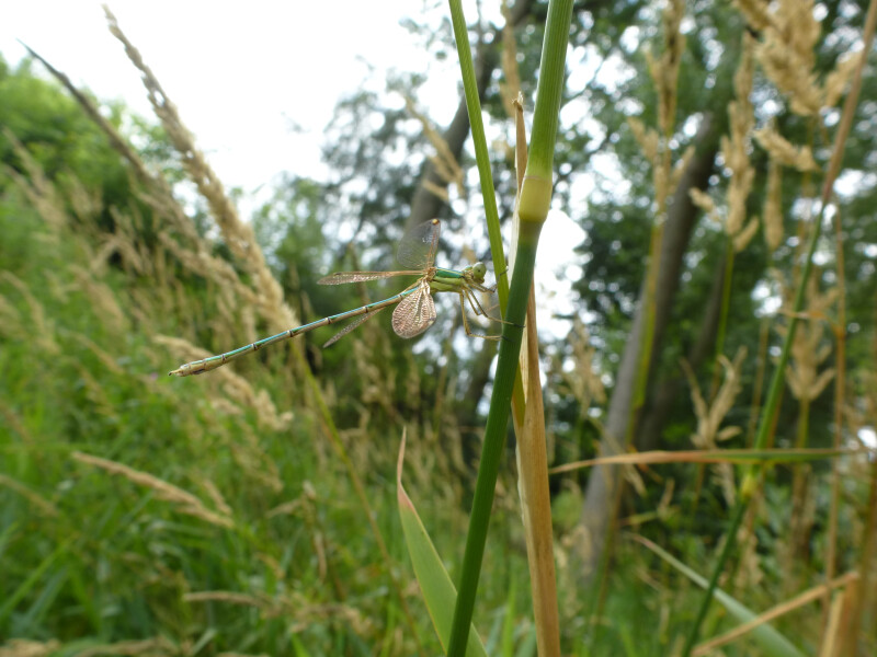 Balade naturaliste : découverte entomo dessinée
