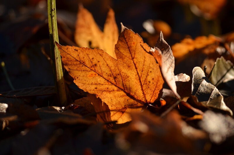 Balade naturaliste : "Les p’tites trouvailles"