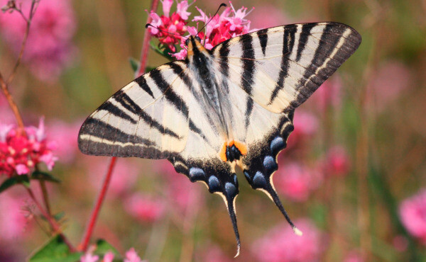 Atelier Nature - Les insectes volants