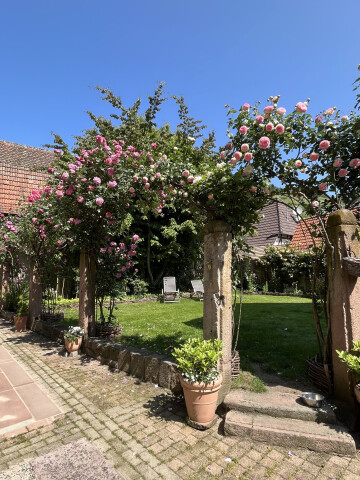 Visite d'un jardin de roses
