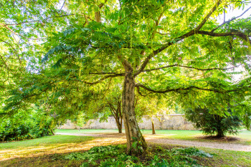 Visite libre de l'arboretum