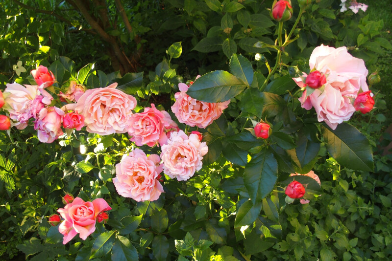 Venez découvrir un jardin au milieu de nulle part...