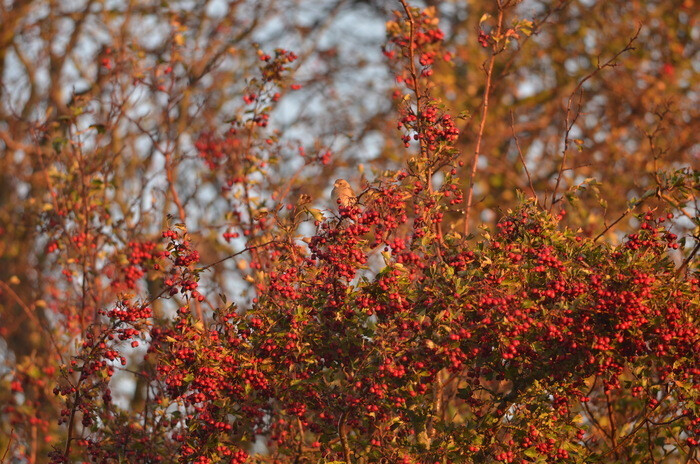Balade naturaliste : "Touche pas ! C’est du poison !"