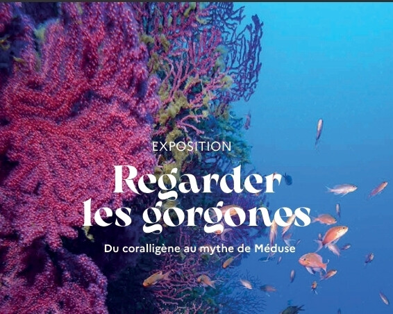Visite de l'exposition        « Regarder les gorgones » Du coralligène au mythe de Méduse - jardin marin