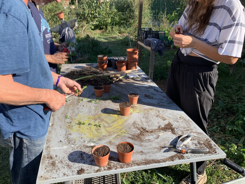 Formation multiplication de plantes vivaces