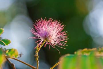 Visite guidée de l'arboretum