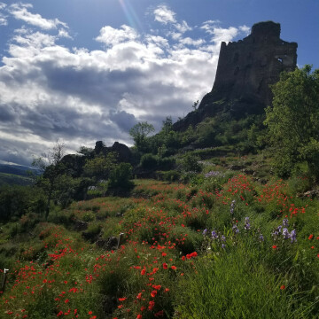 Api-terrasses vues par les abeilles