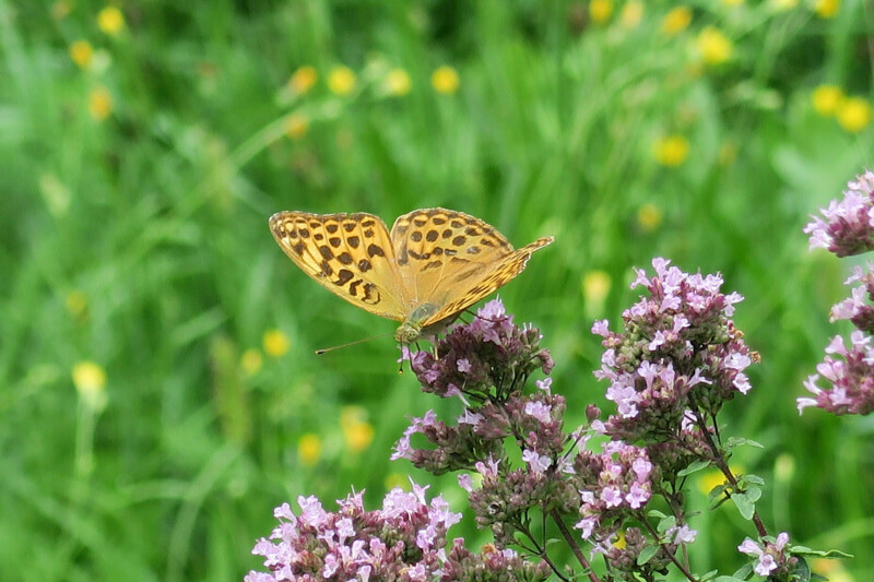 Découverte des plantes du jardin des poètes et de l'îlot des insectes pour le public scolaire