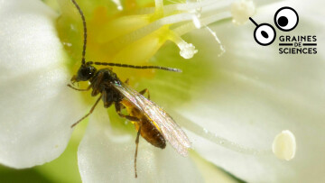 Les insectes en chute libre. Une rencontre Graines de sciences