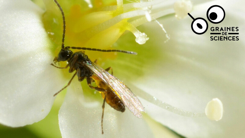 Les insectes en chute libre. Une rencontre Graines de sciences