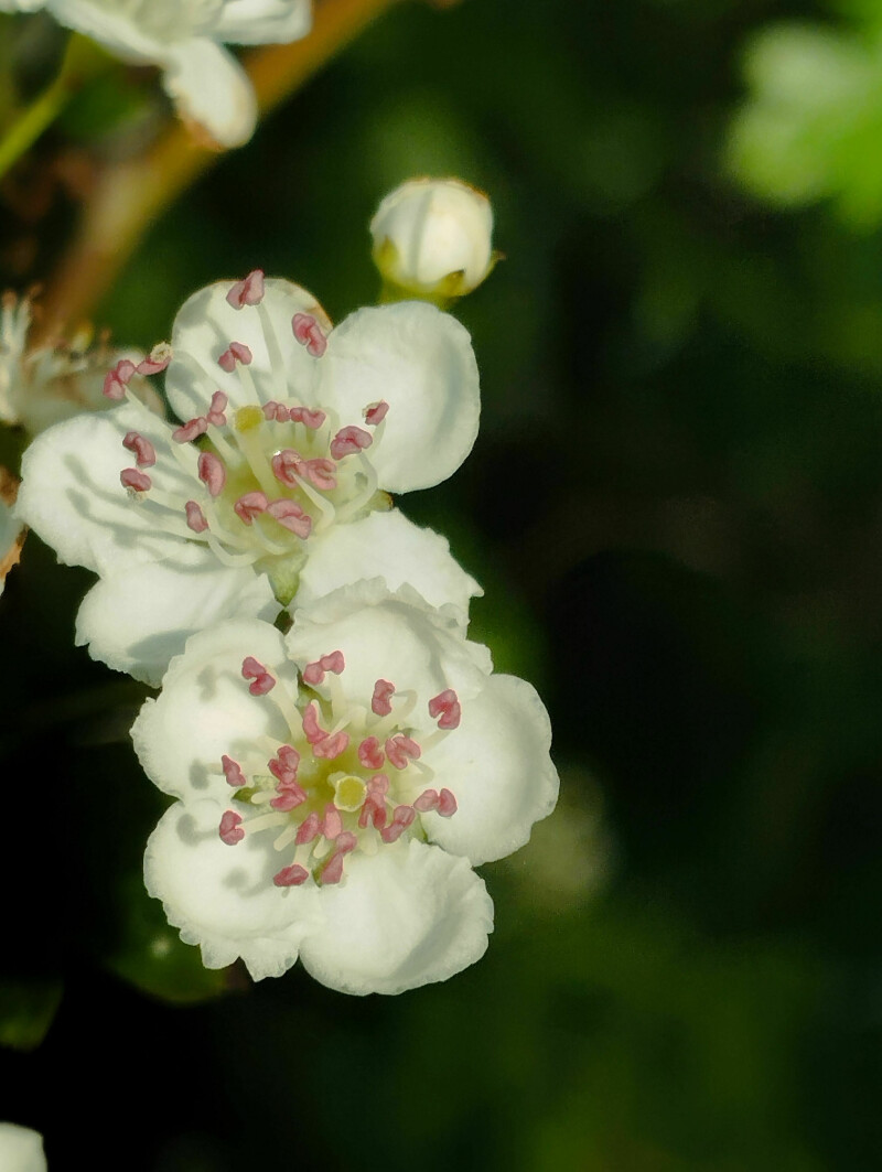 Balade ethnobotanique