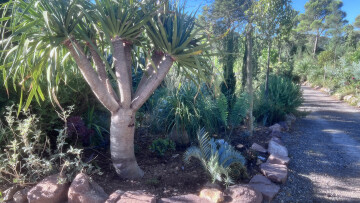 Visite découverte du jardin des plantes australiennes