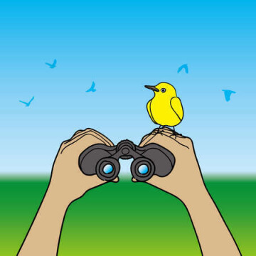 Les oiseaux au printemps sur le quartier et le bois de la Bastide