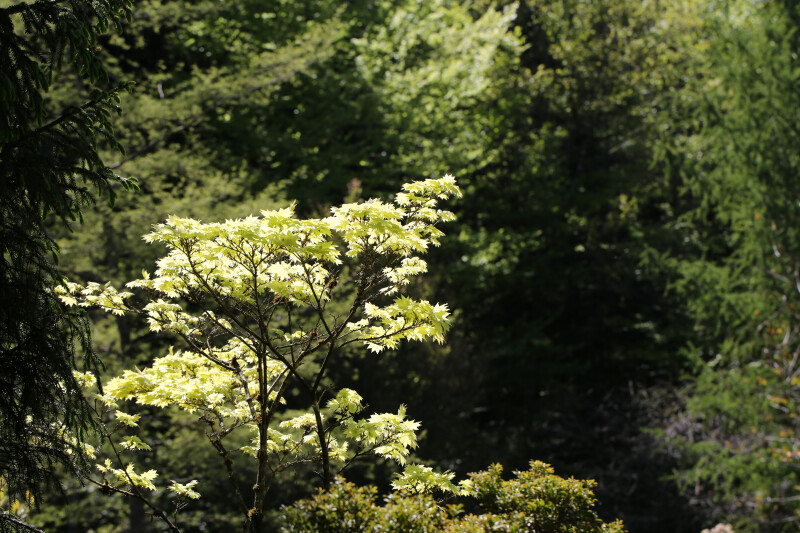 Visite du jardin botanique de Gondremer