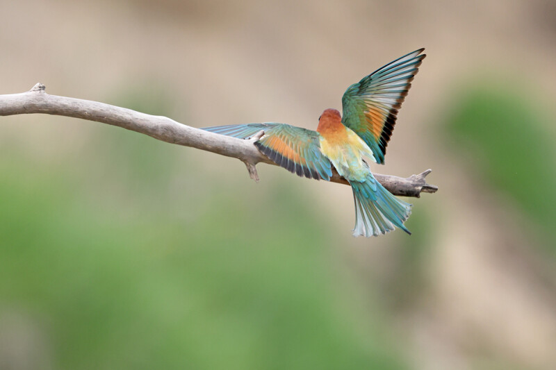 Projection animalière par Julien Arbez