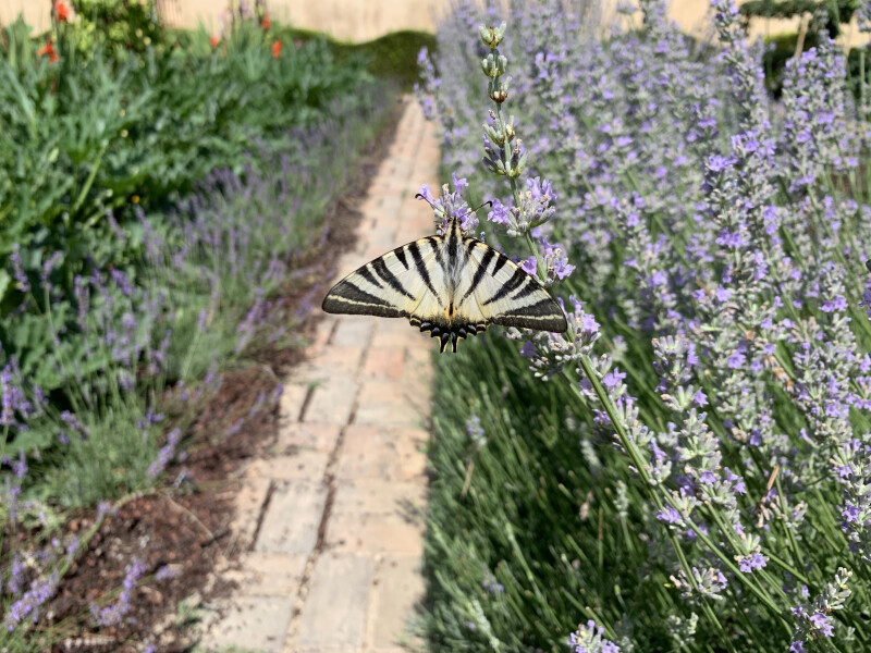 Animations sensorielles Jardins du Château Val Joanis