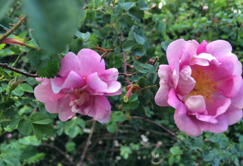 Visite d’un jardin de collections