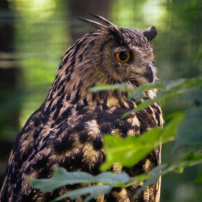 Rallye sur les rapaces