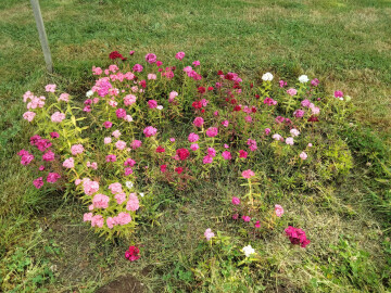 Rendez-vous aux jardins