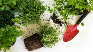 Journée de la Plante