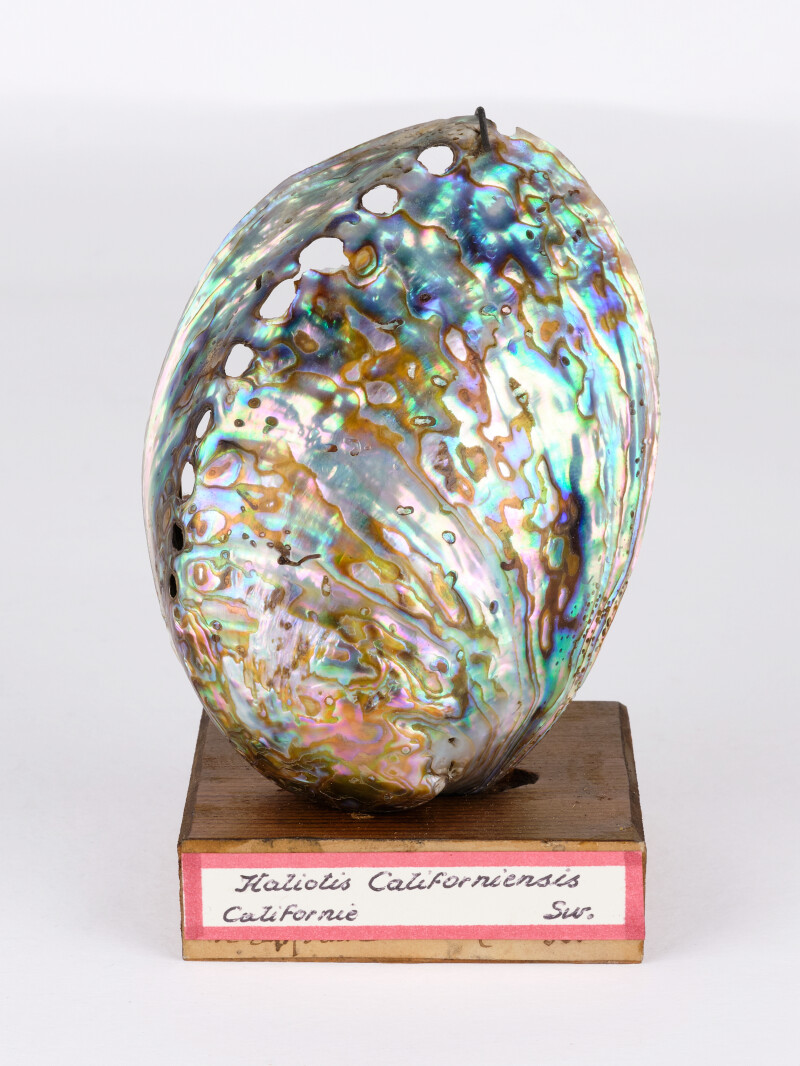 Visites flash de l'exposition Génie du Vivant, réinventer demain