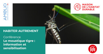 Le moustique tigre : information et sensibilisation