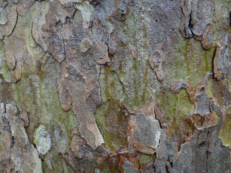 Bois et écorces : une incroyable diversité au Jardin botanique de l'Université Paris-Saclay