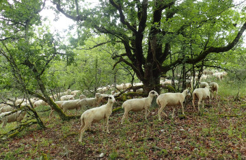 Innov'Action : déléguer l'élevage des agnelles dans un troupeau collectif