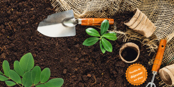 Rempotage plantes et boutures