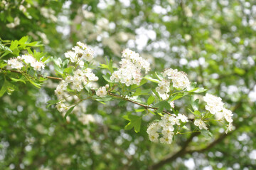 Les fleurs printanières, leurs histoires et utilisations