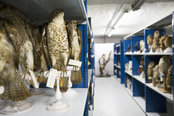 Visite guidée des réserves : quels sont les trésors cachés dans les réserves du musée ?